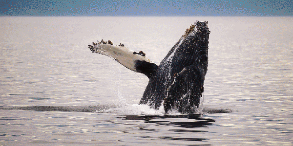 whale-watching-tours