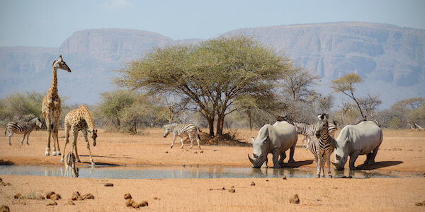 Africa Shore Excursions