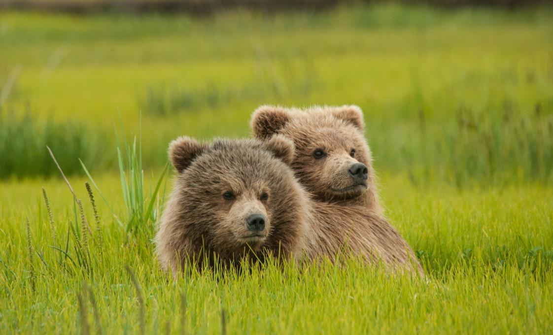 Bear, Wilderness & Wildlife Search