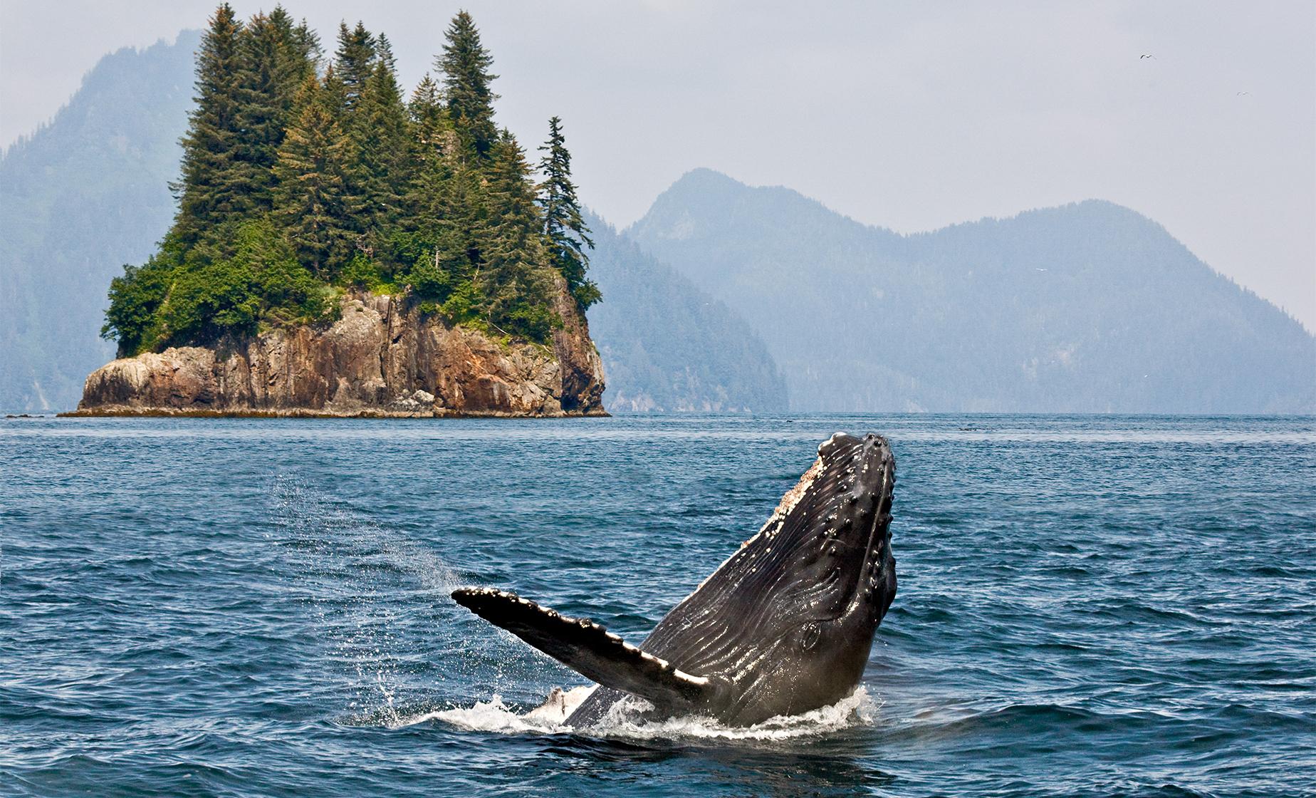whale watching tours icy strait point alaska