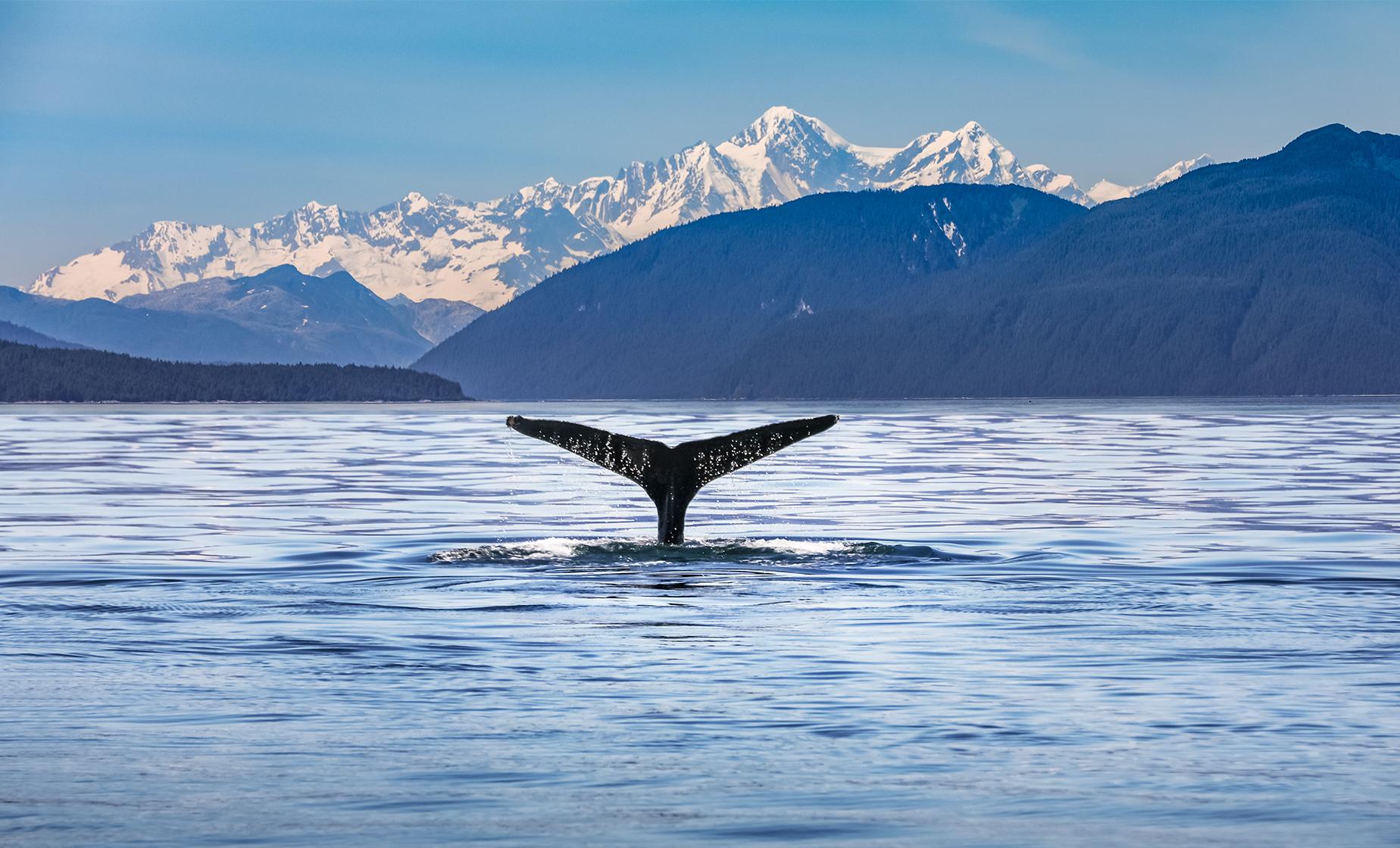 Whale Watching Day Tour in Juneau, Alaska