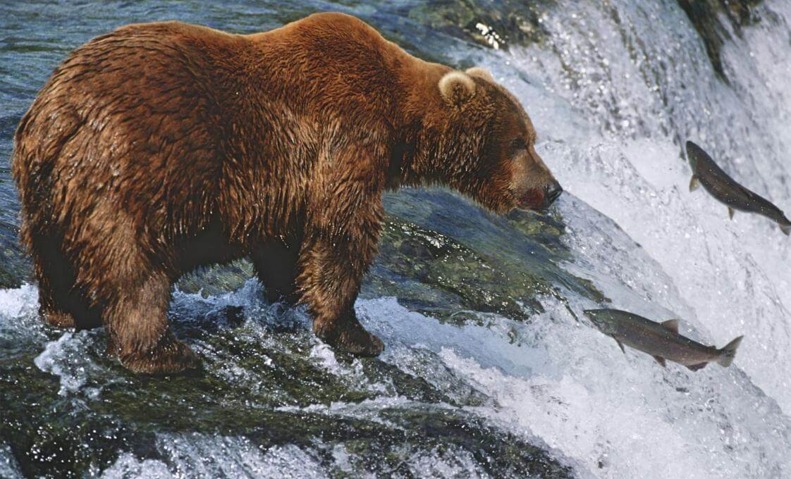 Wildlife And Bear Exploration By Land And Sea