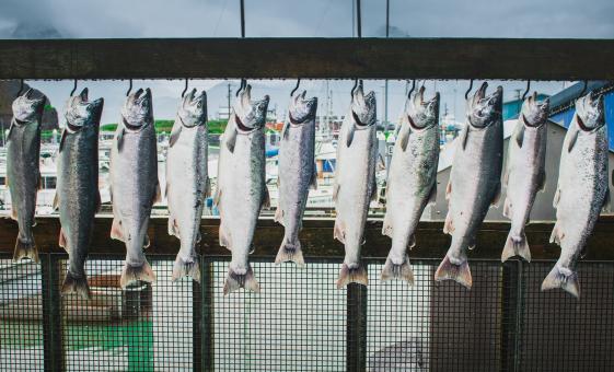 Salmon Angling & Fishing Private Shore Excursion in Ketchikan, Alaska