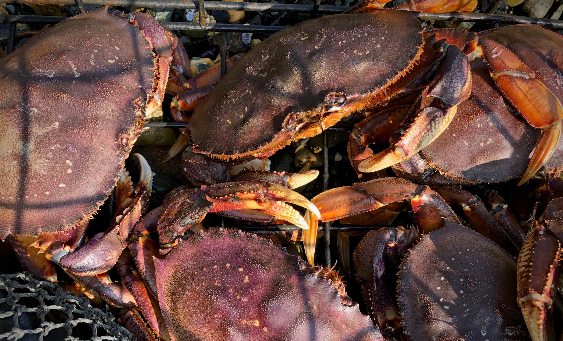 Private Alaskan Crabbing and Dining, Ketchikan Shore Excursion