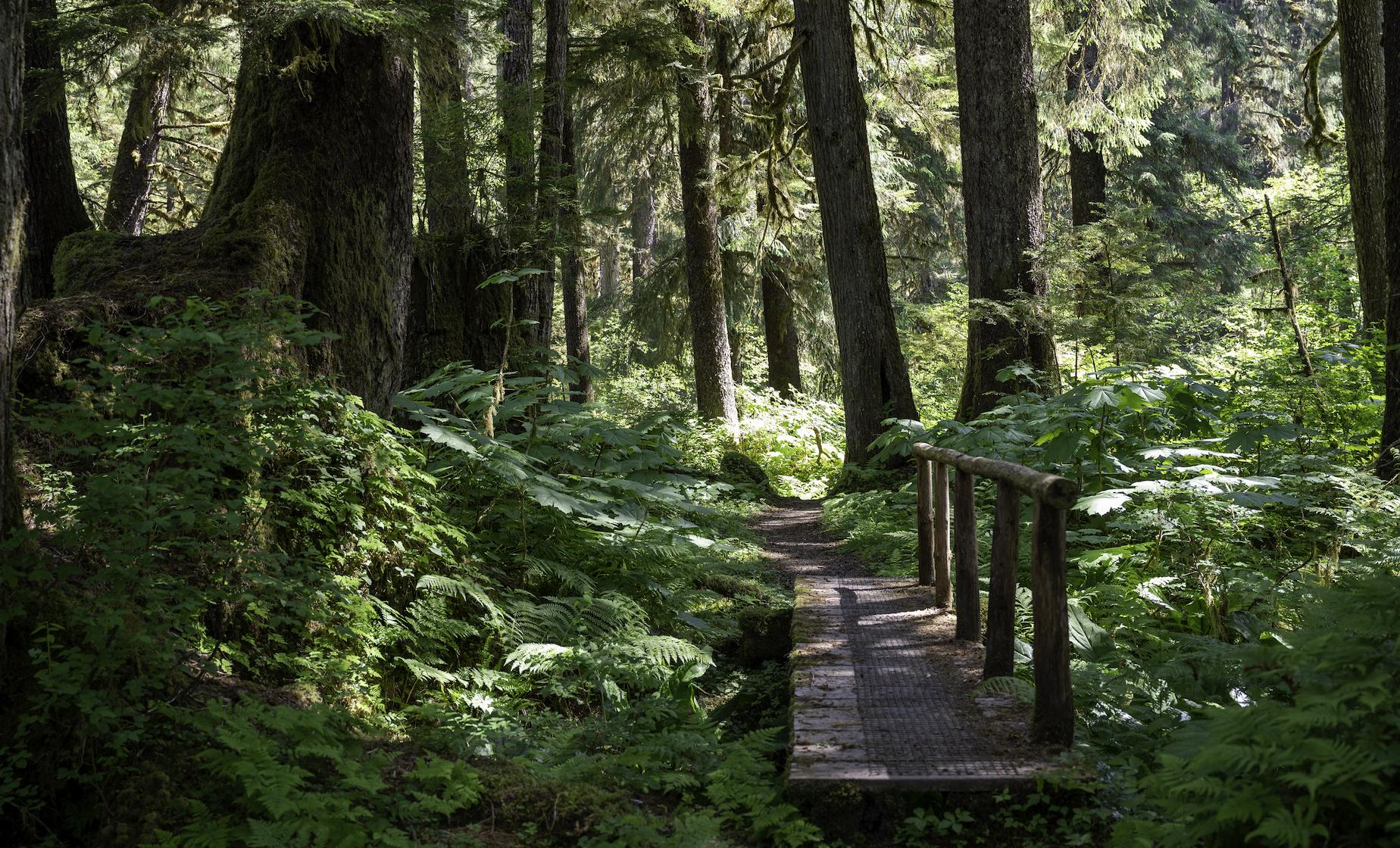 Tongass National Forest Scenic River Hike