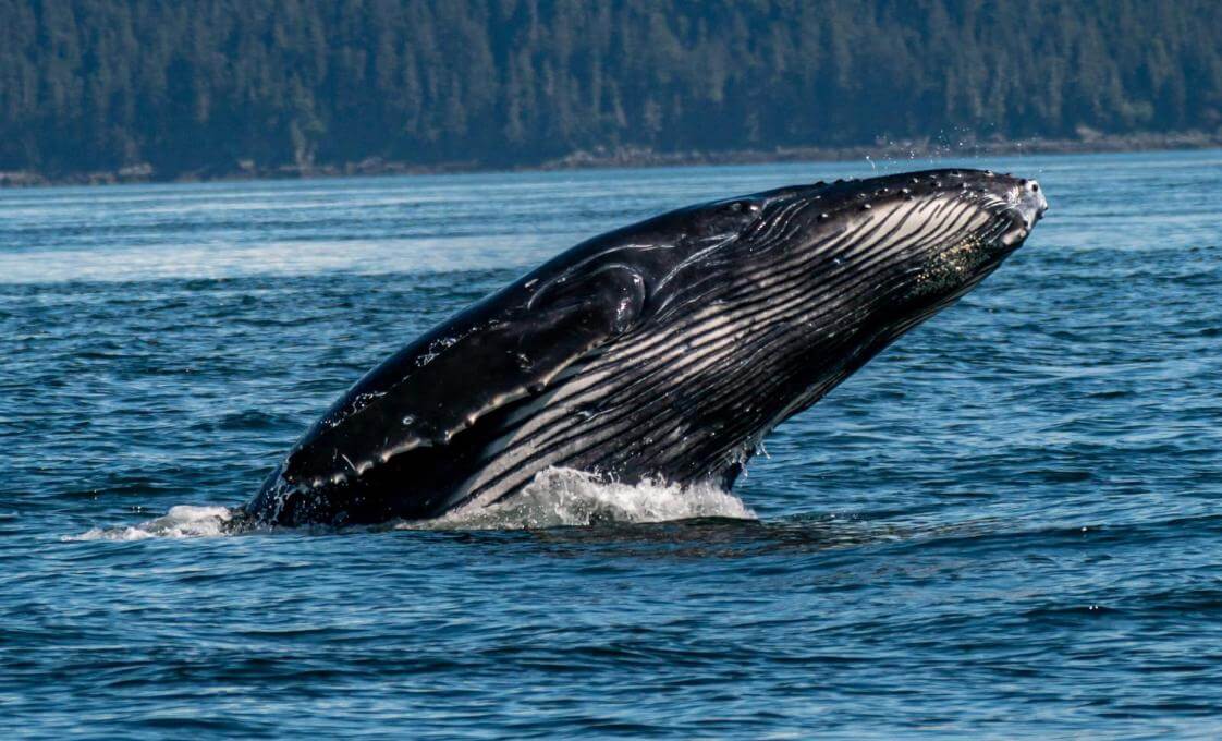 Alaskan Wildlife And Whale Watching Expedition