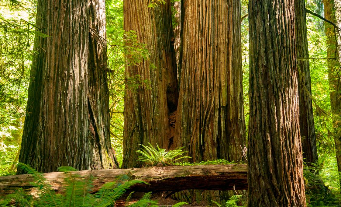 Giant Redwoods And San Francisco Bay Cruise