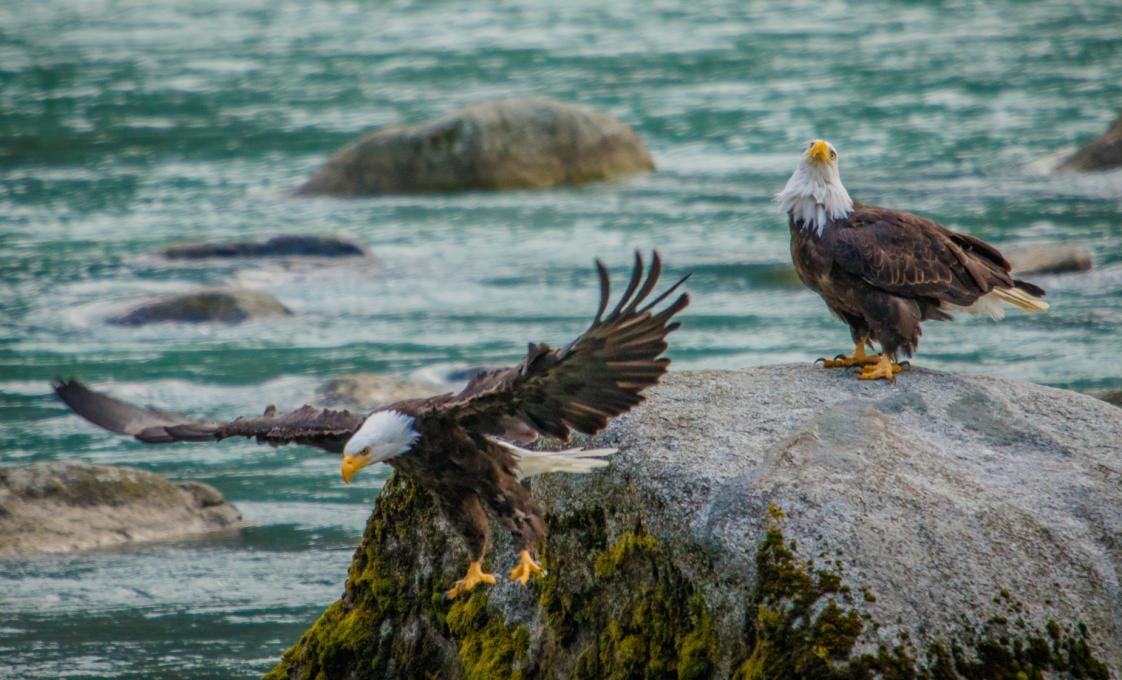 Chilkat Bald Eagle Preserve Rafting From Skagway