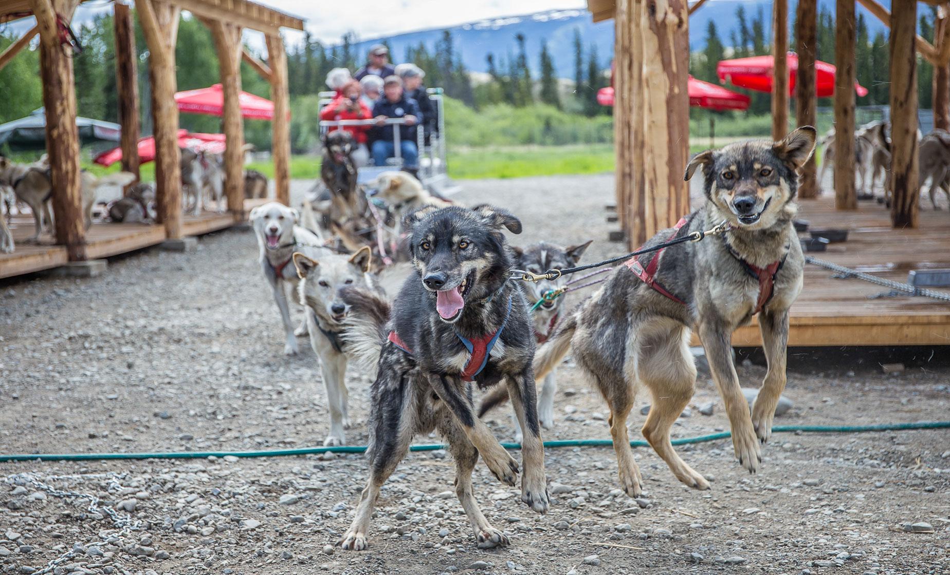 Yukon Dog Musher Camp Adventure Tour