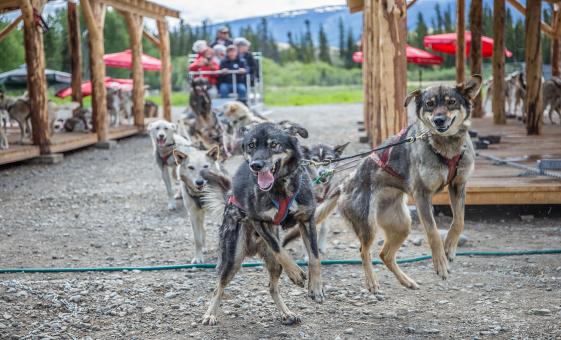 Caribou Crossing Dog Mushing Camp Shore Trip from Skagway | Yukon Quest