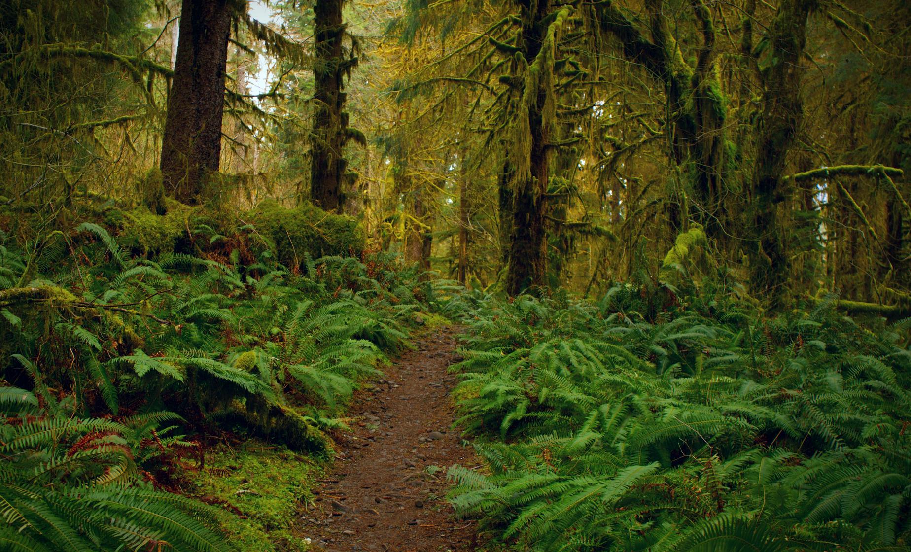 Rainforest Trail Bike and Hike from Ward Cove