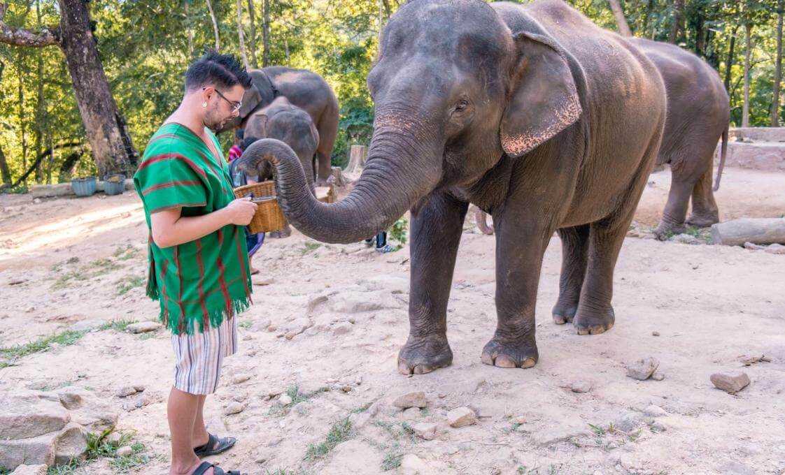 Full Day Phuket Elephant Care Sanctuary Experience