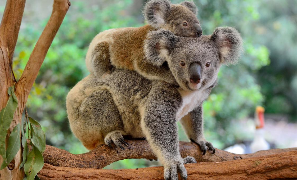Koala Sanctuary & Brisbane River Cruise