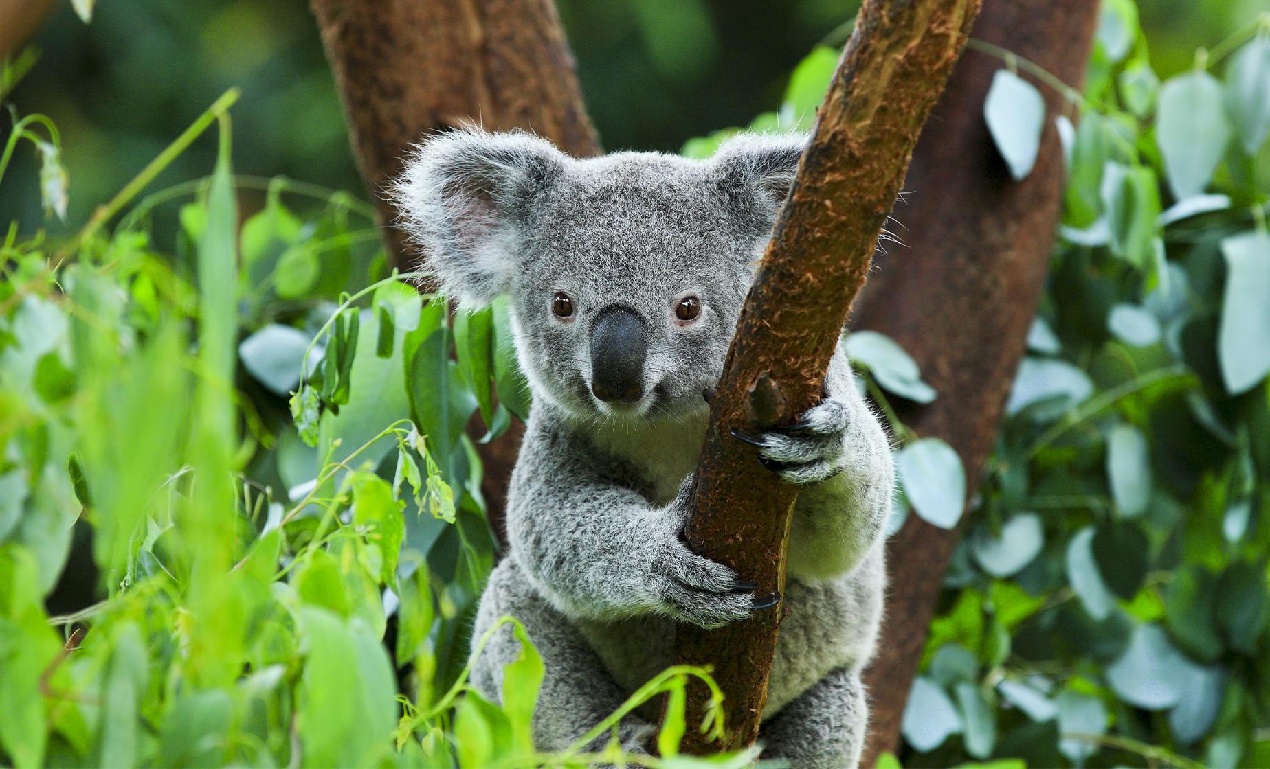 brisbane river cruise koala sanctuary