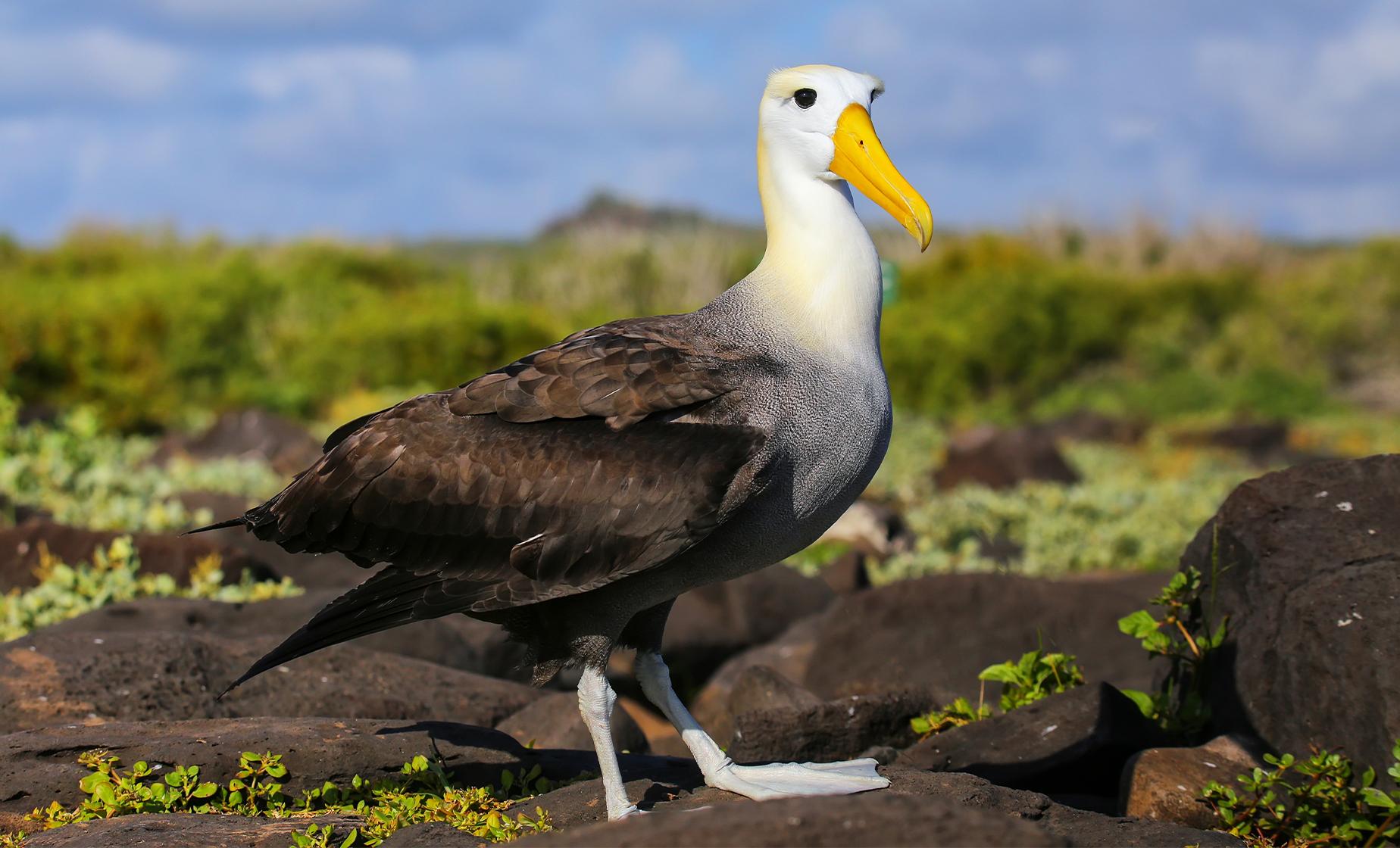 Albatross and Wildlife Harbour Cruise