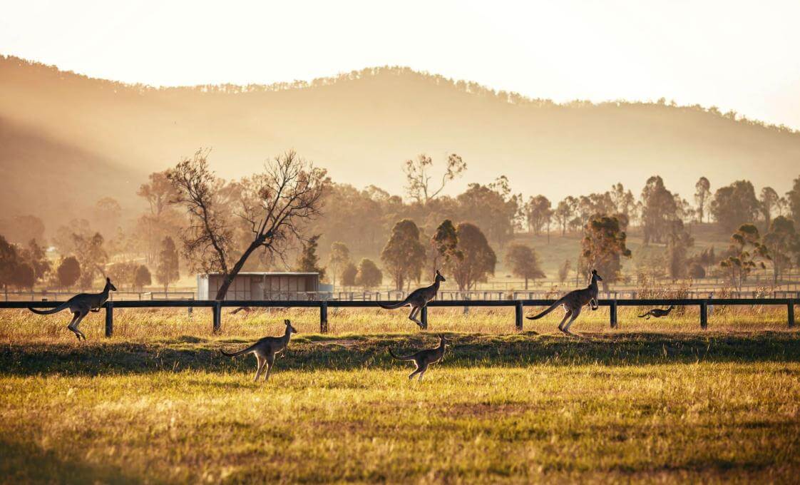 Hunter Valley Wine Tasting Experience (Hotel Guests)