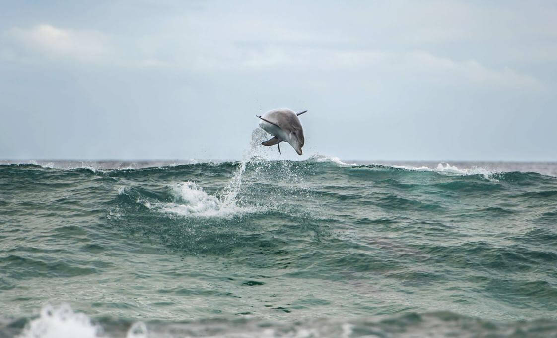 Post Cruise Port Stephens Dolphin Watching And Scenic Drive From Sydney