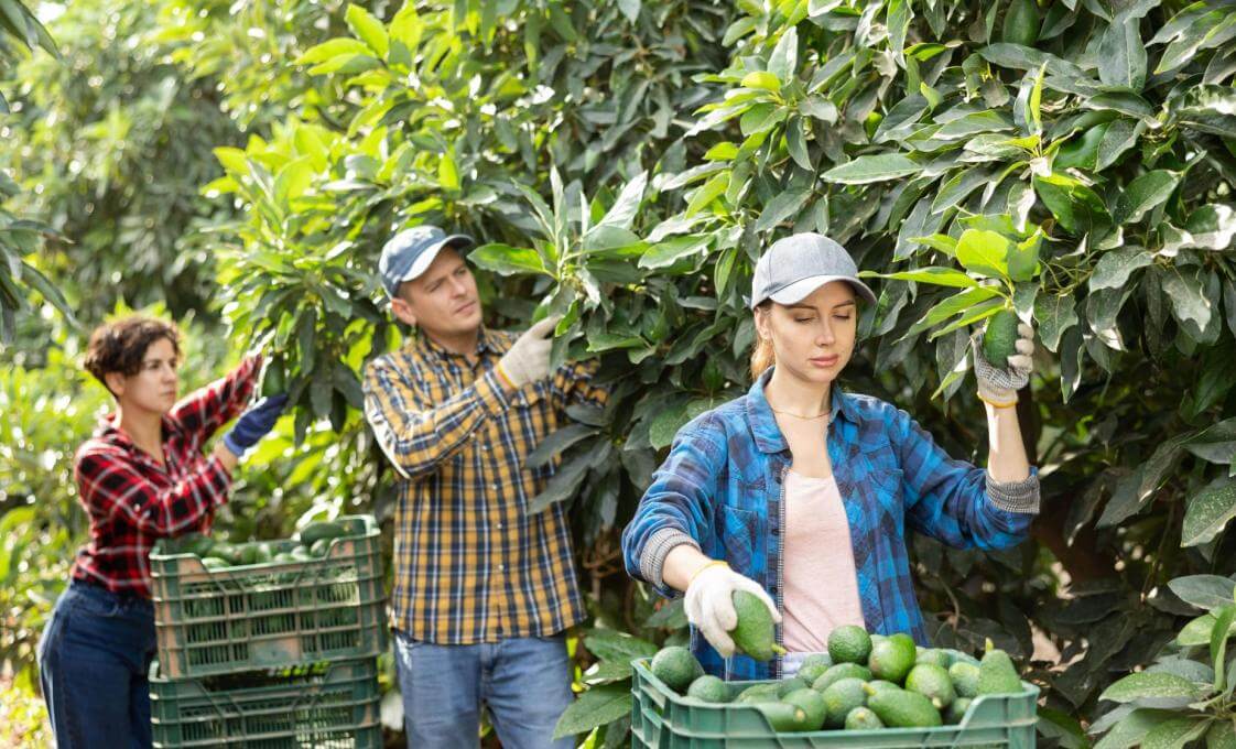 Tauranga Orchards And Honey Experience With Tastings