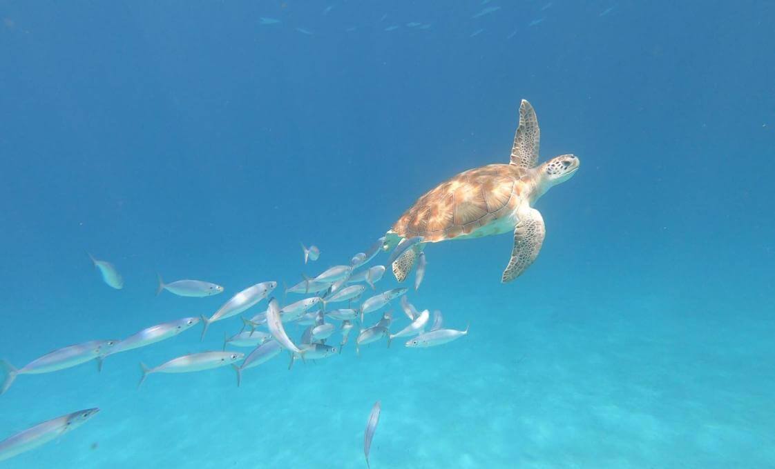 Barbados Wildlife, Surf, And Turtle Snorkel