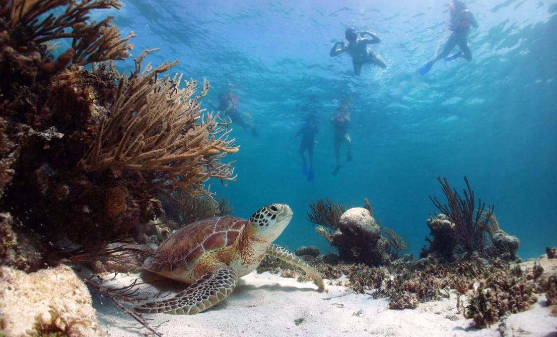 Turtle Bay And El Cielo Catamaran Snorkel In Cozumel