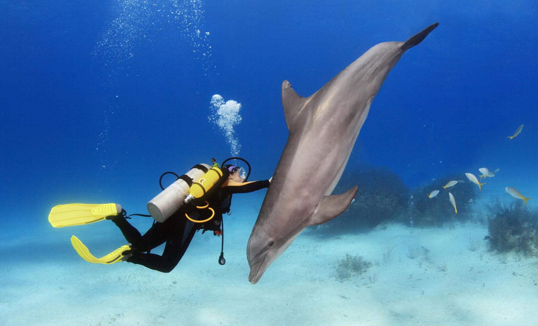 Cozumel Scuba Diving with Dolphins - Cruise Excursions