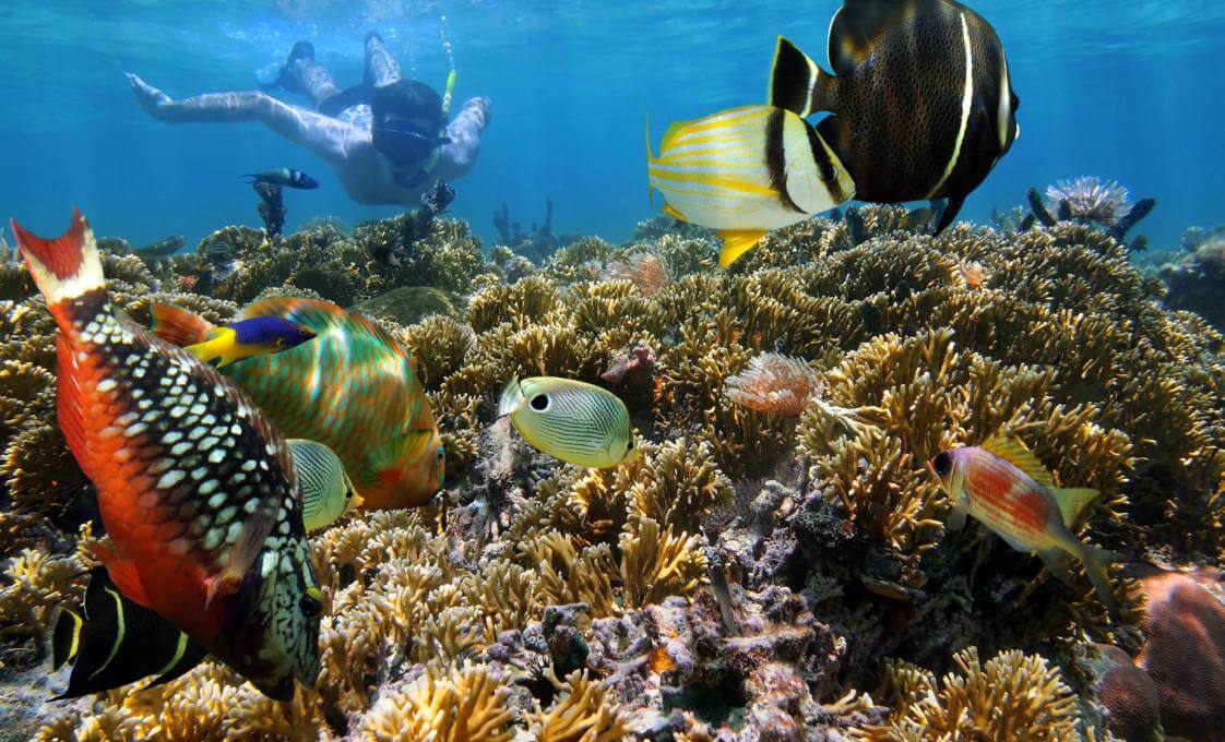 Glass Bottom Boat Snorkel Beach Day