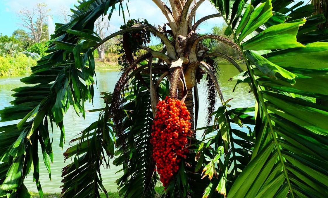 The Coral Castle And A Taste Of Miami