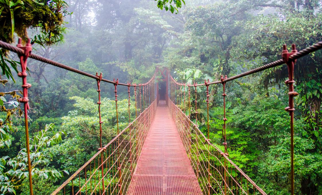 Monteverde Cloud Forest, Hanging Bridges And Coffee Tour