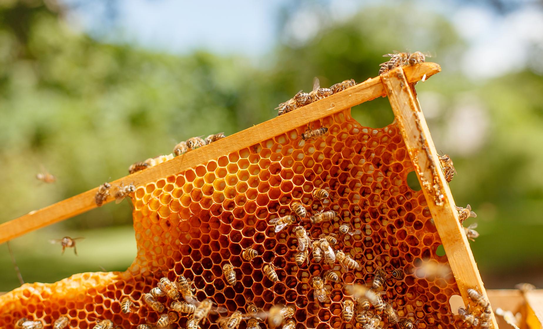 Private Yucatan s Bee Industry And Coastal Eco system Progreso Shore 