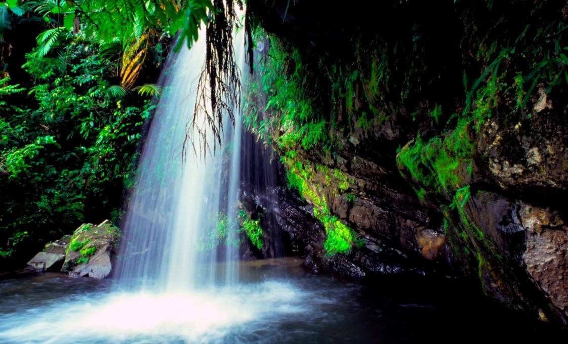 El Yunque Guided Rainforest And Waterfall Hike