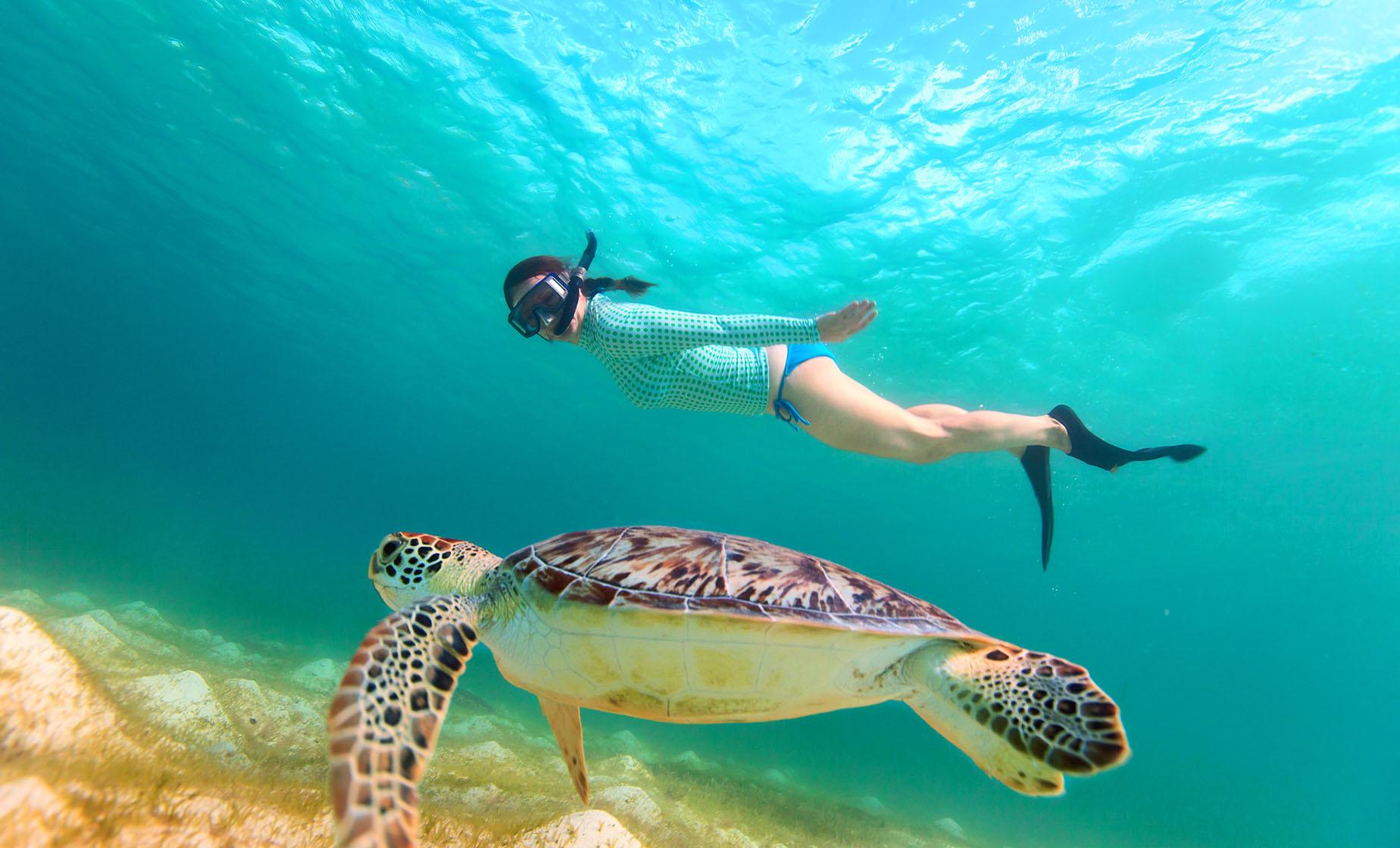 Snorkeling in St. Kitts (Reefs, Fish, Turtles)
