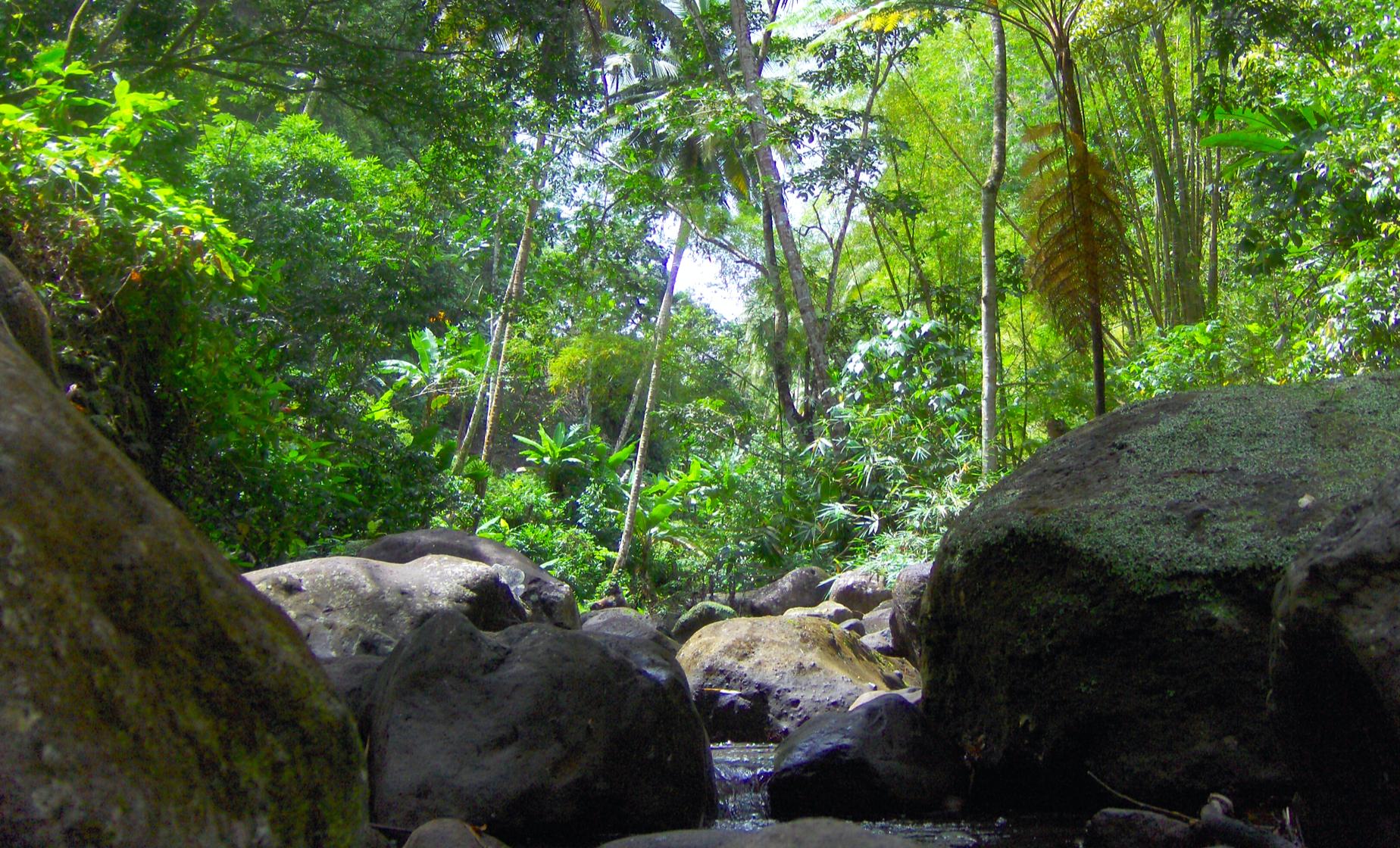 Rainforest Nature Trek