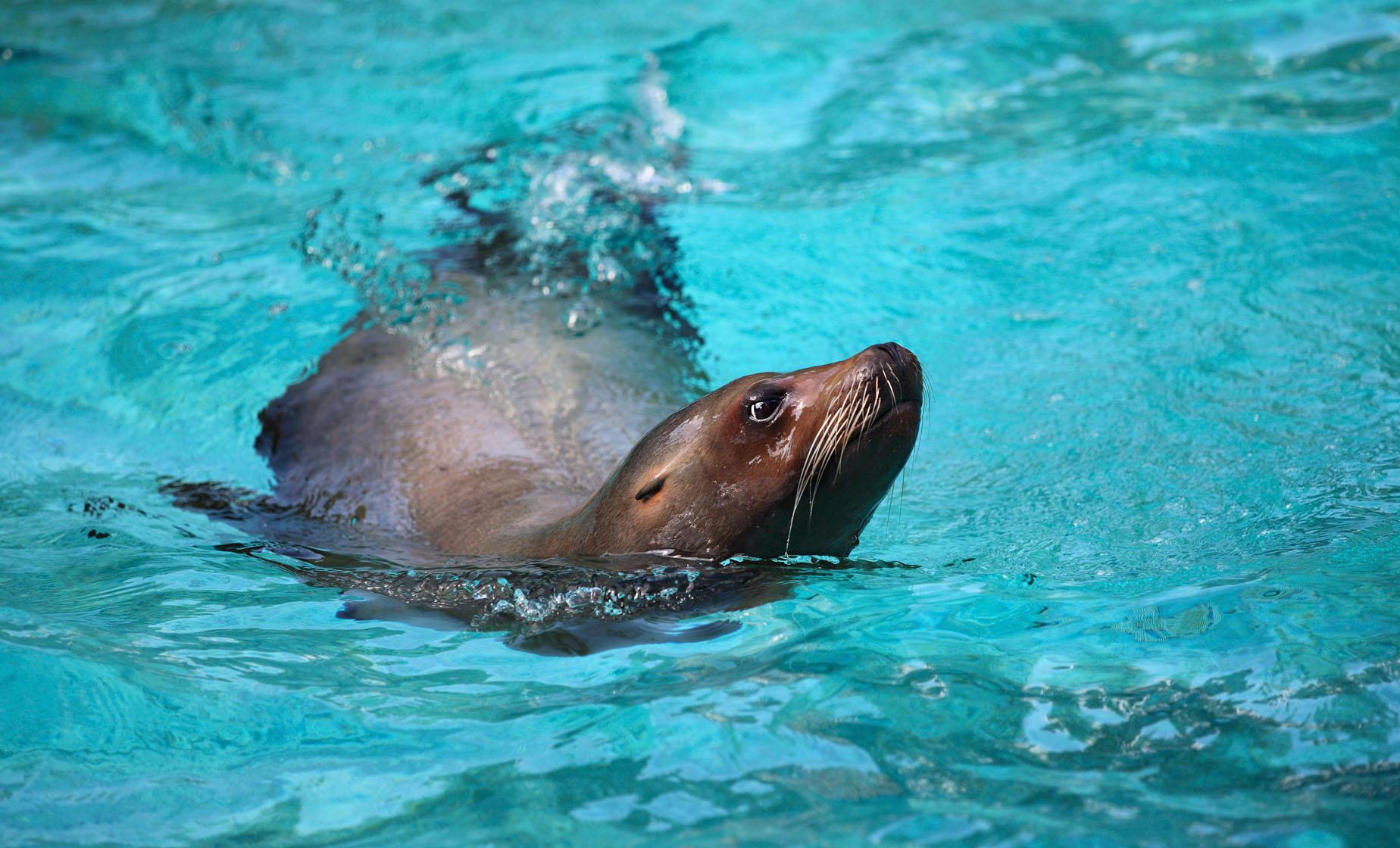 Sea Lion Swim - Coral World Ocean Park
