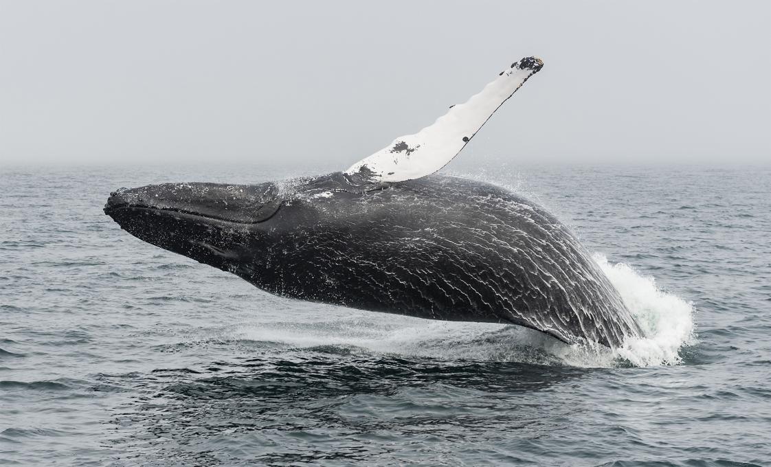Whale Watch Cruise