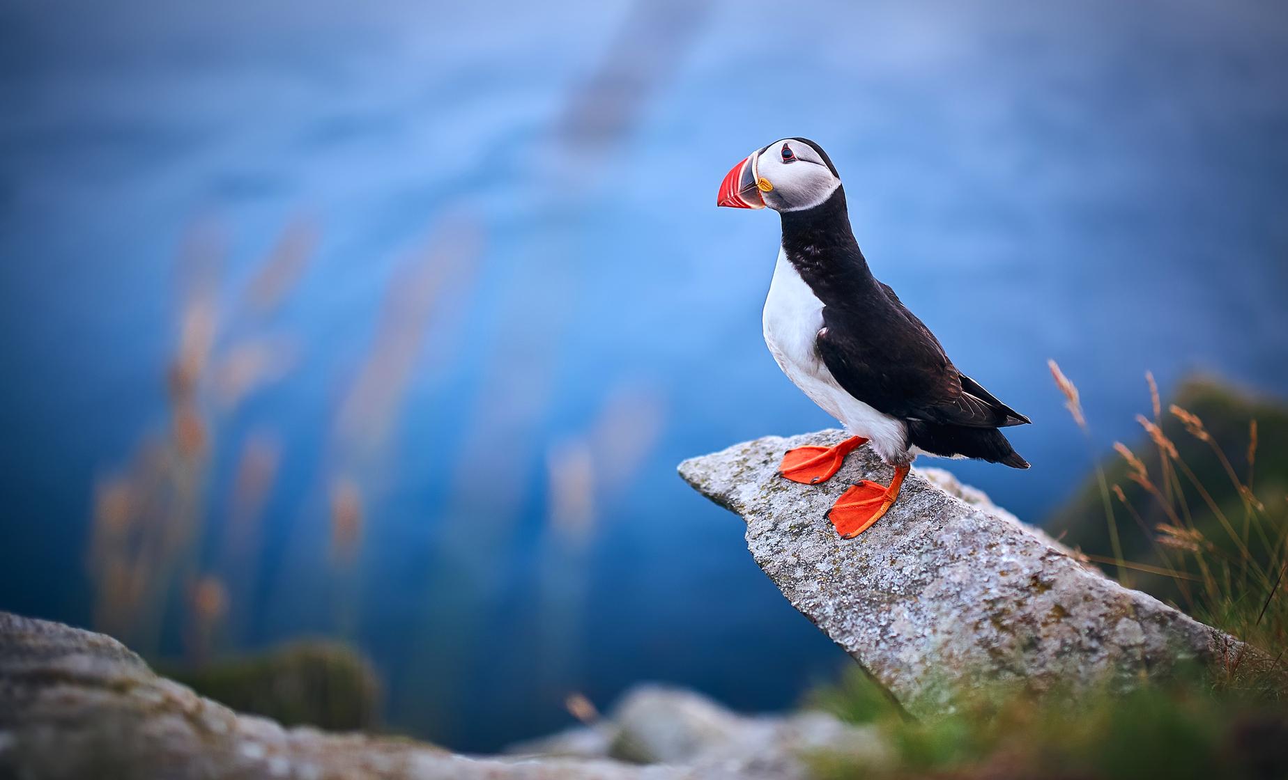 Getting 'Puffed' up about Puffins – Cruise Traveller
