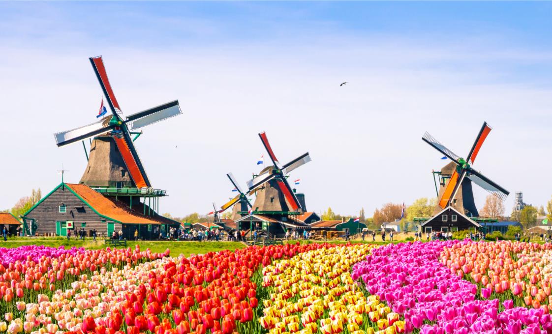 Dutch Countryside And Tulips