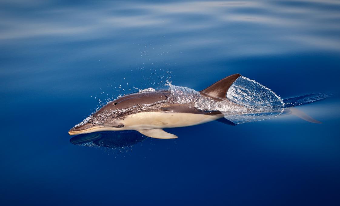 Dolphin Sightseeing