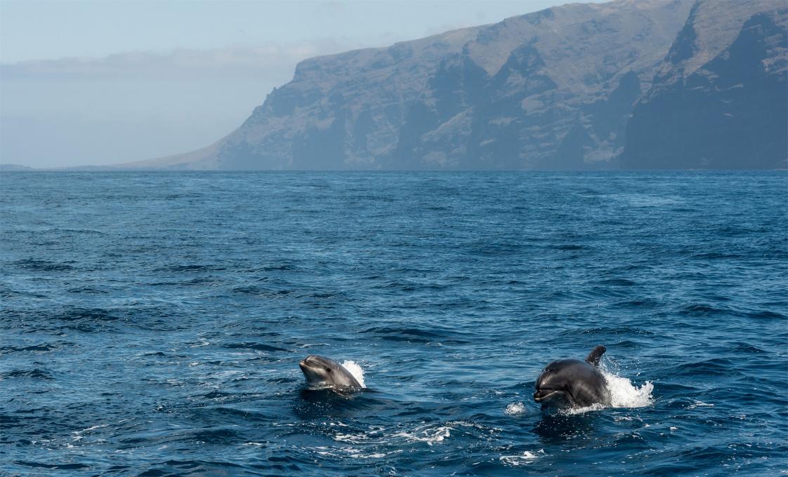 Dolphins And Whales By Catamaran