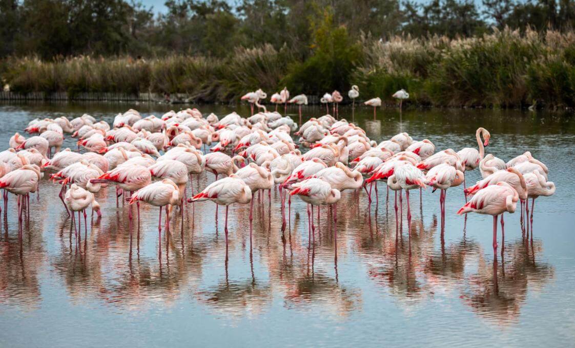 Private Ride Through Camargue Park