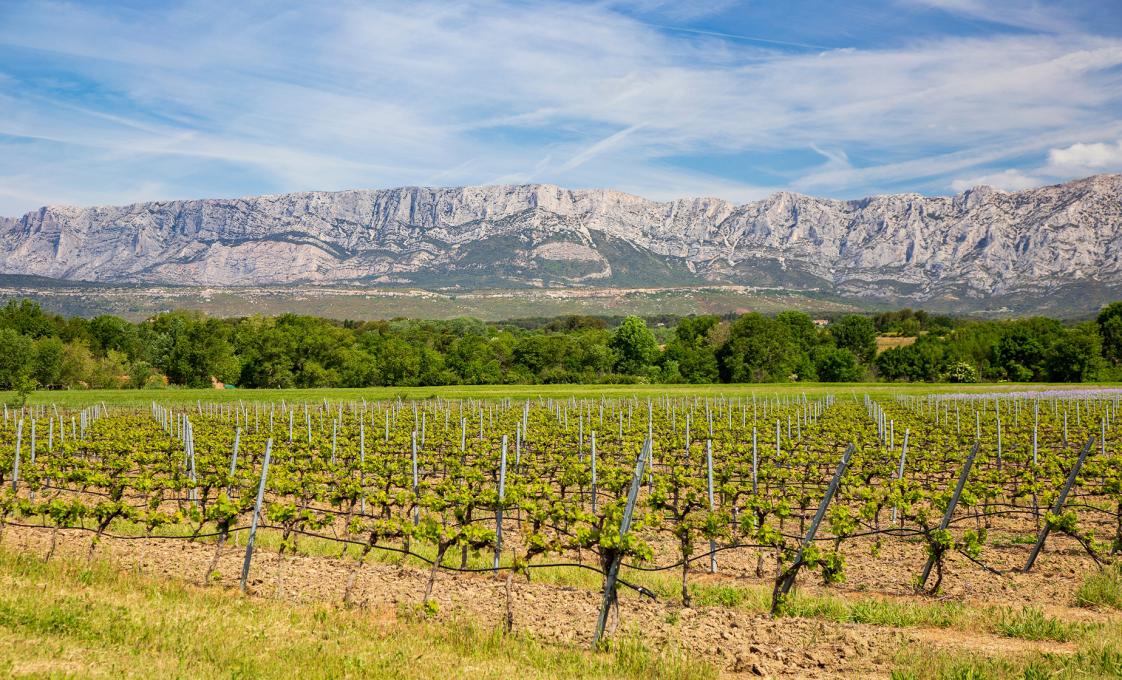 Aix-En-Provence Wine Tour