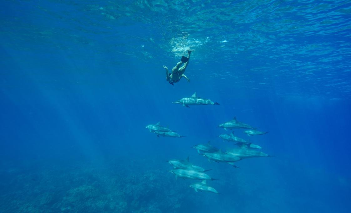 Dolphin Adventure And Snorkel