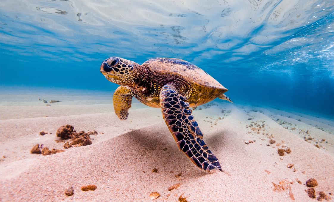 Oahu Afternoon Turtle Snorkel