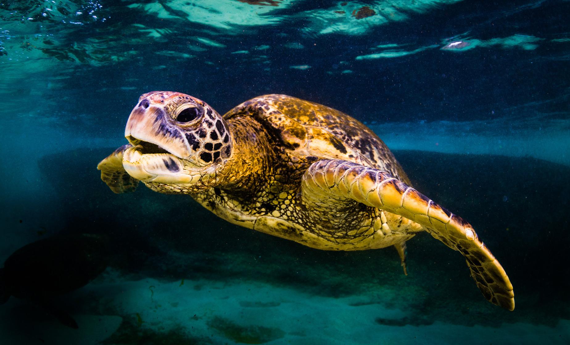 Oahu Turtle Snorkel Tour with Lunch in Oahu (Waikiki)