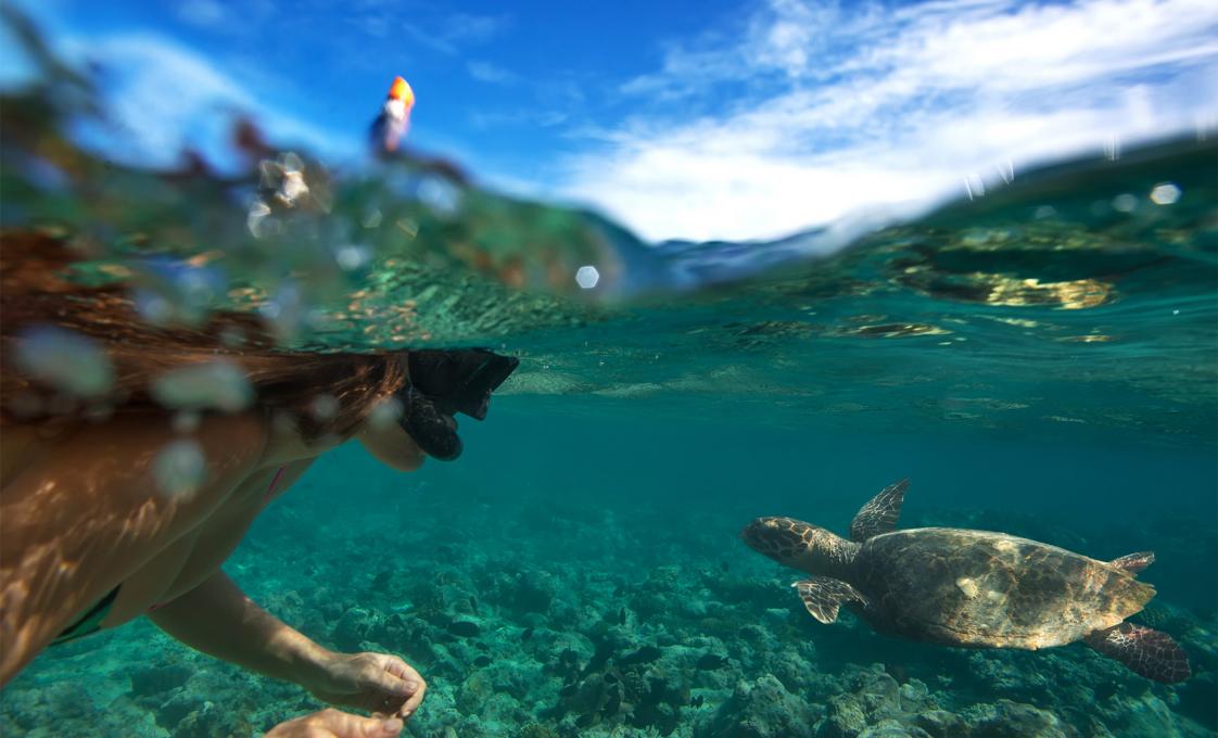 Snorkel, Sail And Dine With The Turtles