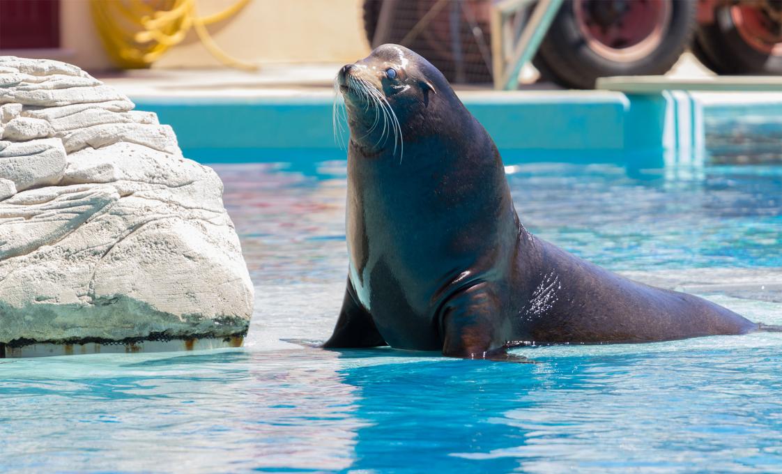 Sea Lion Encounter And Water Park