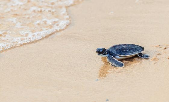 Nature Encounter at Sea Turtle Camp