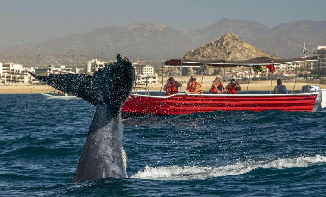 Puerto Vallarta Whale Watching