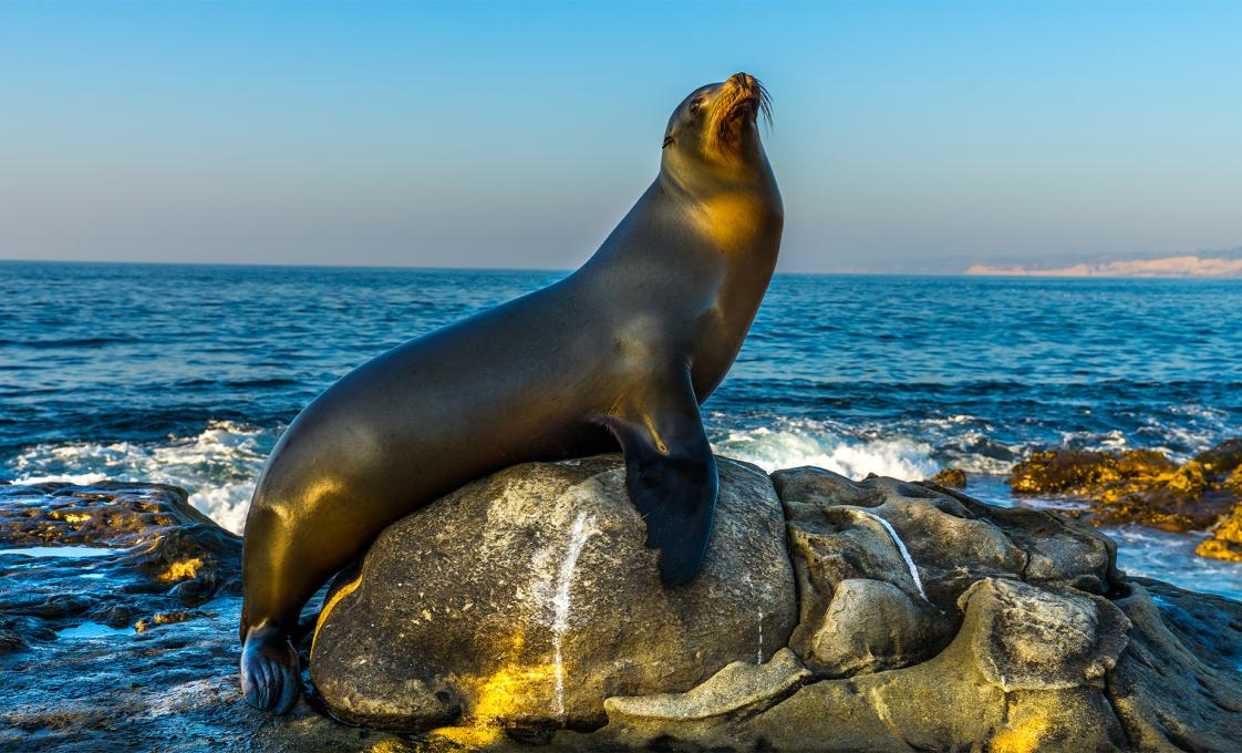Two Hour San Diego Harbour Cruise And Sea Lion Adventure