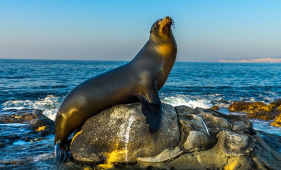 The 10 Best San Diego Shore Excursions In West Coast, CA