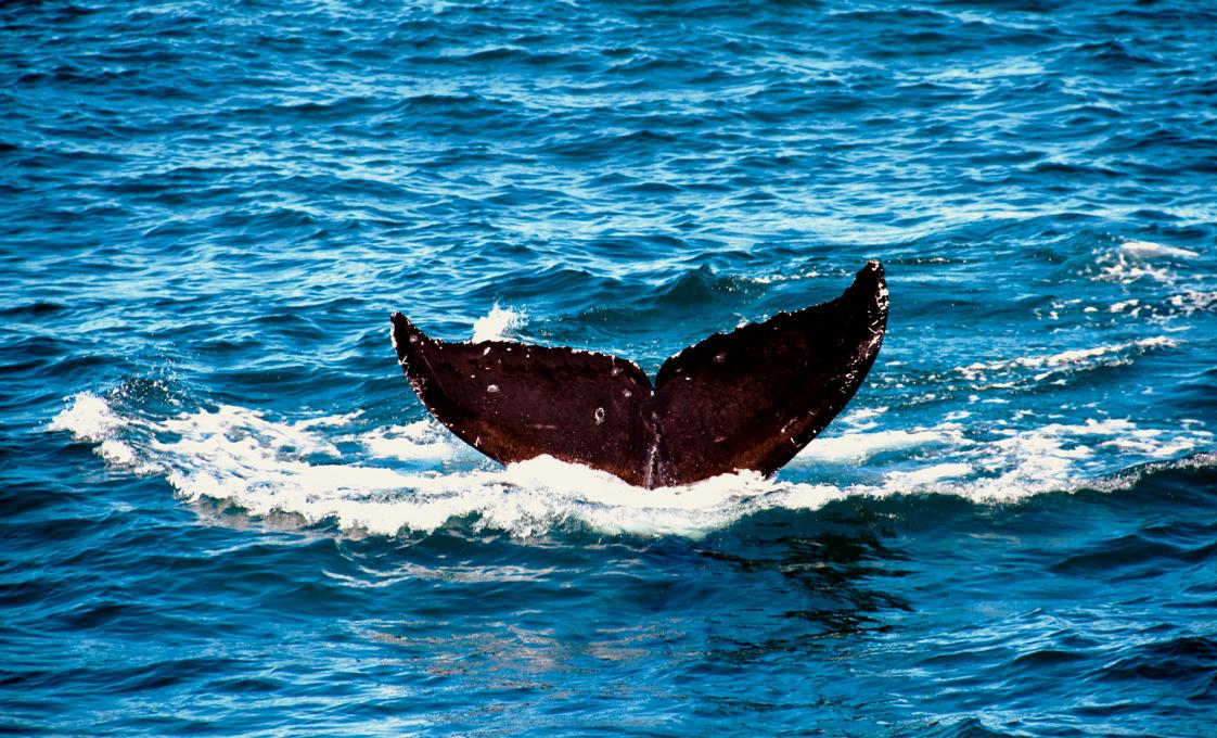 Whale Watching Cruise Of San Diego